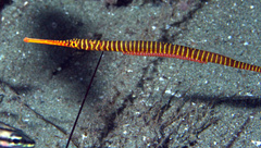 Dunckerocampus pessuliferus