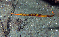 Dunckerocampus pessuliferus