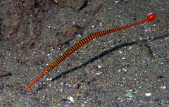 Dunckerocampus pessuliferus