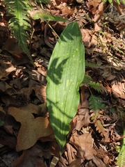 Cremastra appendiculata