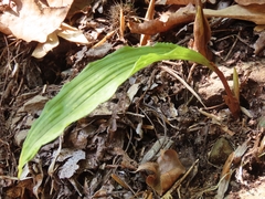 Cremastra appendiculata