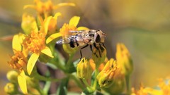 Copestylum apiciferum