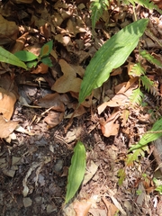 Cremastra appendiculata