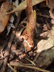 Cremastra appendiculata