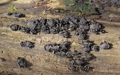 Biscogniauxia repanda