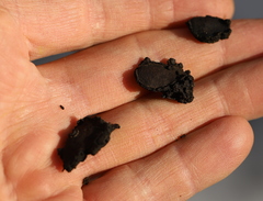 Biscogniauxia repanda