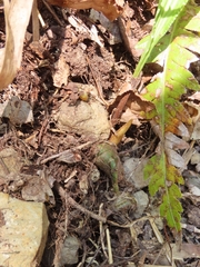 Cremastra appendiculata