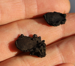 Biscogniauxia repanda