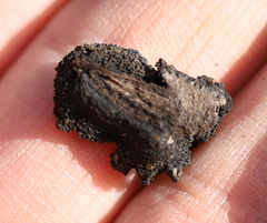 Biscogniauxia repanda