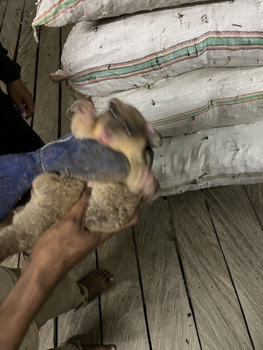 Strigocuscus celebensis