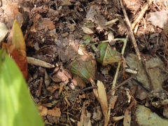 Cremastra appendiculata