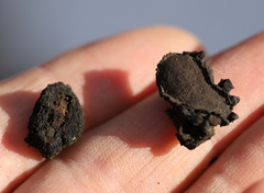 Biscogniauxia repanda