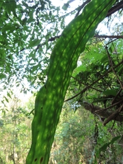 Cremastra appendiculata