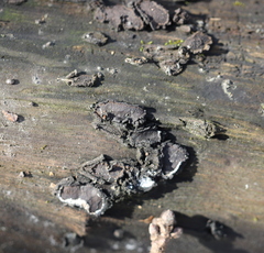 Biscogniauxia repanda