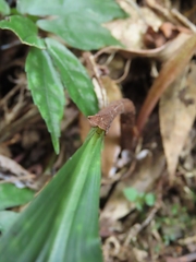 Cremastra appendiculata