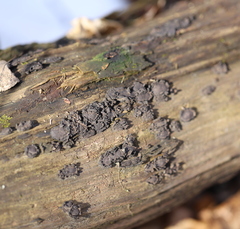 Biscogniauxia repanda