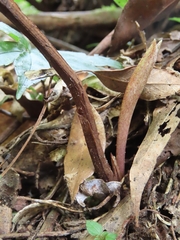 Cremastra appendiculata