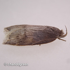 Scythropiodes
