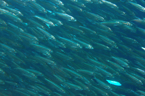 Blueline herring (Herklotsichthys quadrimaculatus) — Clupeidae — 4
