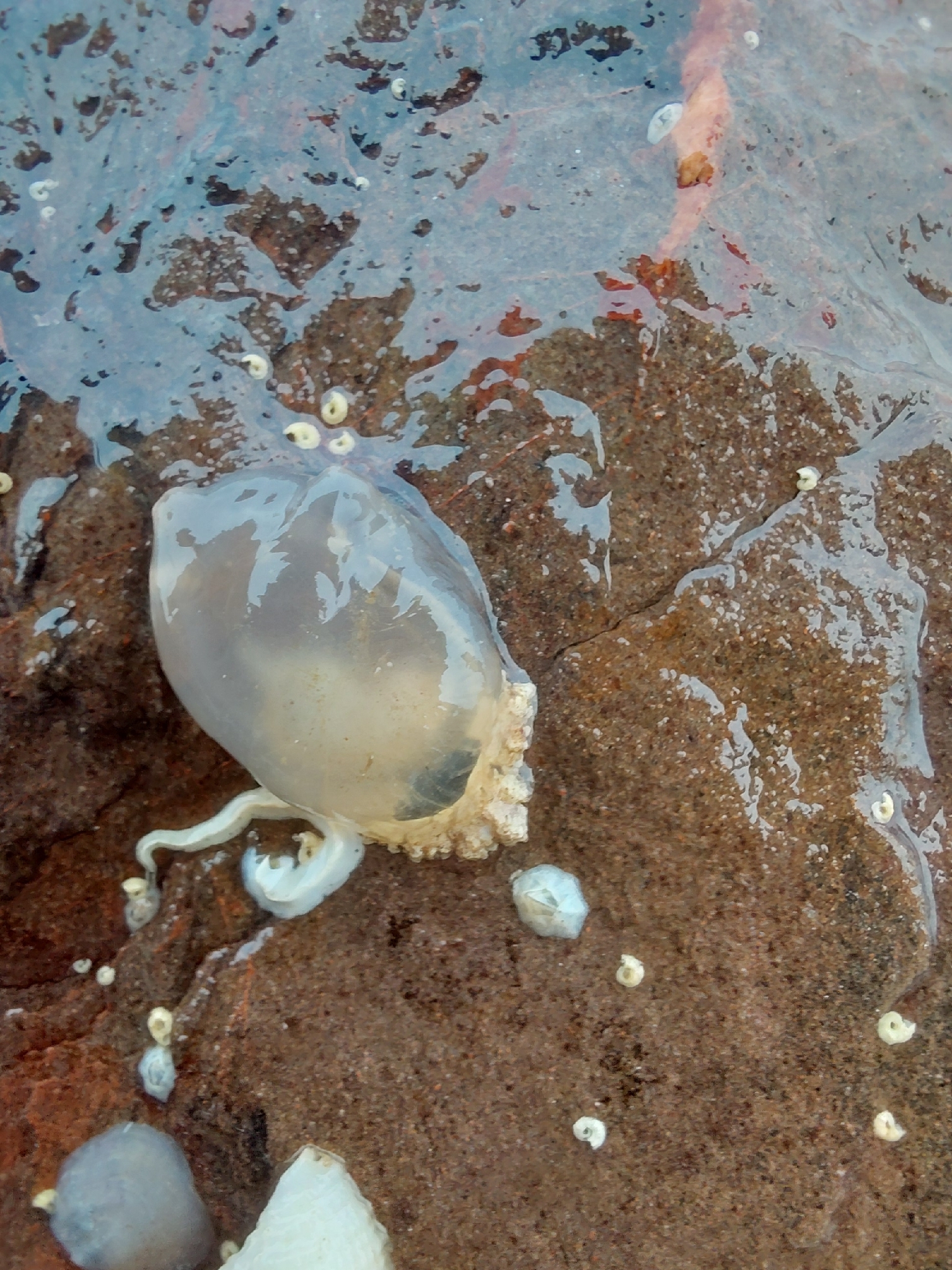 Corella eumyota Traustedt, 1882