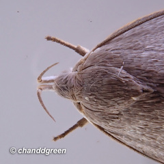 Scythropiodes