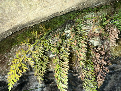 Matua Kaponga (Asplenium richardii)