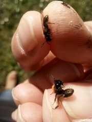Andrena bicolor