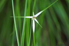 Rhynchospora nervosa