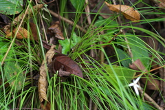 Rhynchospora nervosa