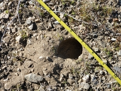 Ammospermophilus leucurus