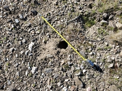 Ammospermophilus leucurus