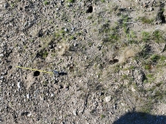 Ammospermophilus leucurus