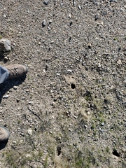 Ammospermophilus leucurus