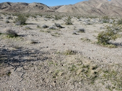 Ammospermophilus leucurus