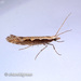 Diamondback Moth - Photo (c) Young Chan, some rights reserved (CC BY-NC)