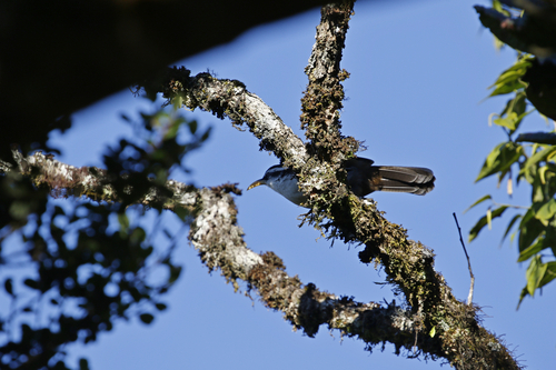 Sri Lanka Scimitar Babbler (Pomatorhinus melanurus), photo 3