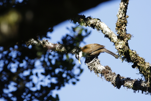 Sri Lanka Scimitar Babbler (Pomatorhinus melanurus), photo 2