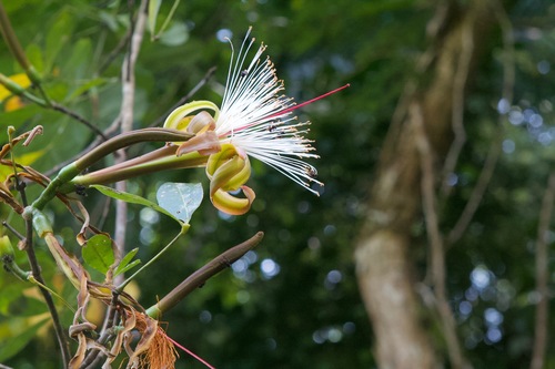 Pachira sessilis Benth. 2