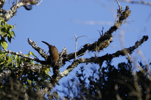 Sri Lanka Scimitar Babbler (Pomatorhinus melanurus), photo 6