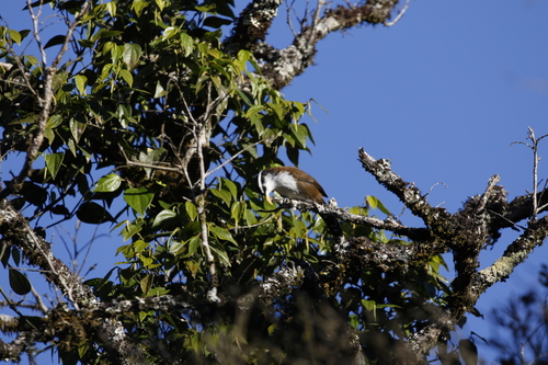 Sri Lanka Scimitar Babbler (Pomatorhinus melanurus), photo 5