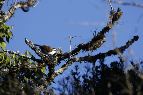Sri Lanka Scimitar Babbler (Pomatorhinus melanurus), photo 7