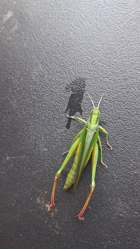 Tricolor Grasshopper
