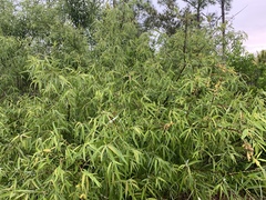 Salix caroliniana image