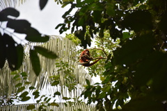 Alouatta sara