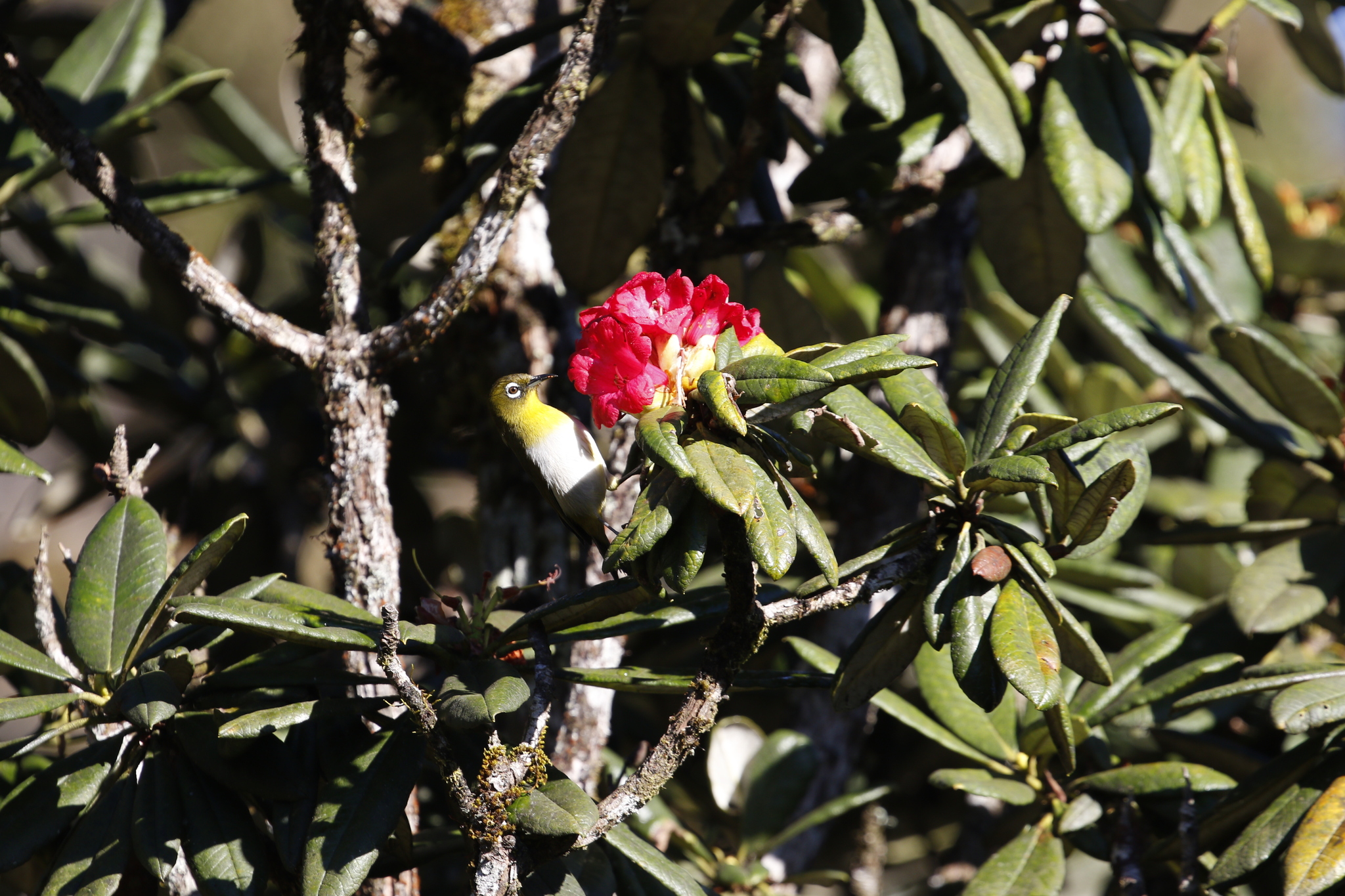 Sri Lanka White-eye (Zosterops ceylonensis), photo 5