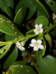 Myoporum boninense