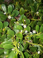 Myoporum boninense