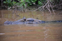 Melanosuchus niger