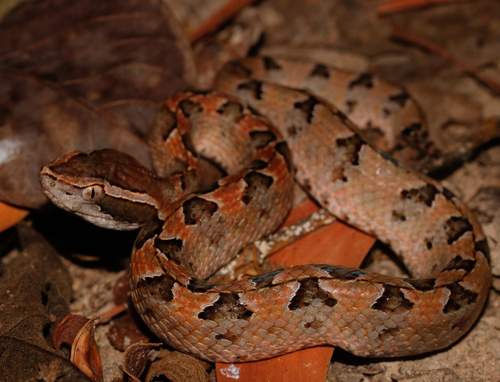 Malayan Pit Viper