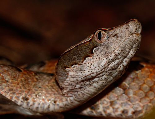Malayan Pit Viper